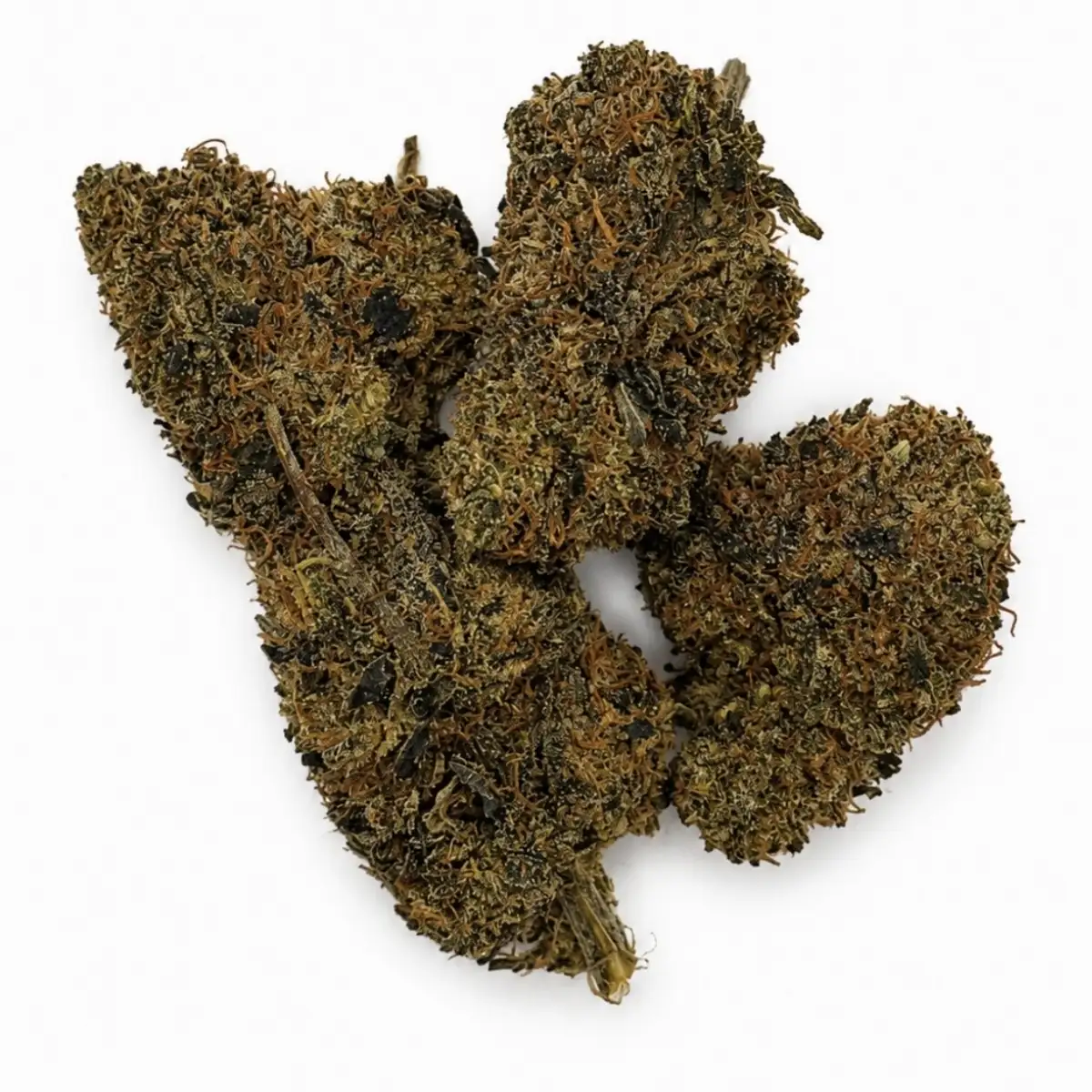 Jack Herrer